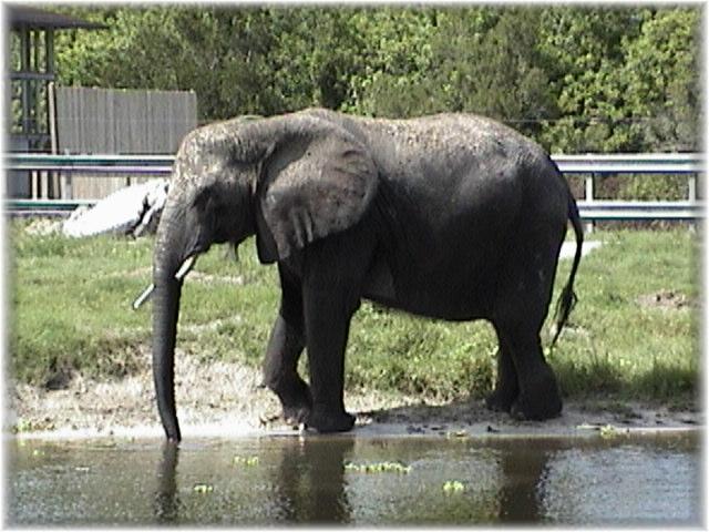 AFRICAN ELEPHANT 0210